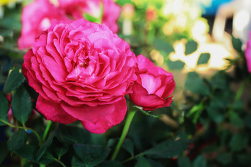 Pink roses in the garden