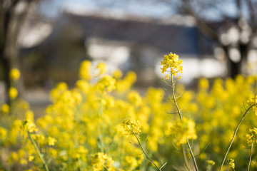 Obraz premium 春の菜の花