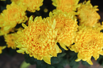 Beautiful color of the yellow chrysanthemum in the garden