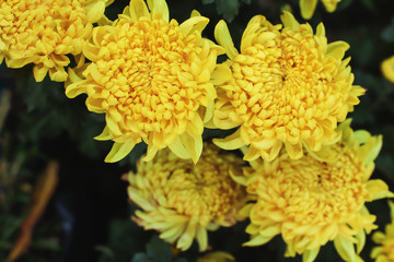 Beautiful color of the yellow chrysanthemum in the garden