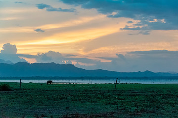 Distant Elephant st a lake in Udewalawe national park at sunset