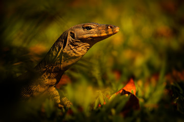 Asian water monitor - Varanus salvator also common water monitor, large varanid lizard native to South and Southeast Asia (kabaragoya, two-banded monitor, rice lizard, ring lizard, plain lizard