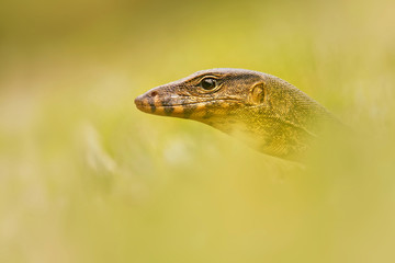 Asian water monitor - Varanus salvator also common water monitor, large varanid lizard native to South and Southeast Asia (kabaragoya, two-banded monitor, rice lizard, ring lizard, plain lizard