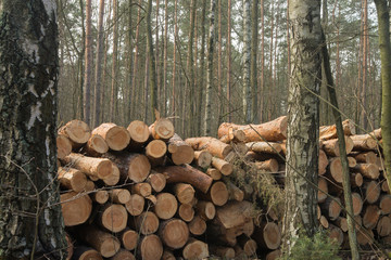cut pine logs in forest