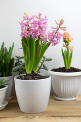 home floriculture. pink and yellow hyacinth transplant in a pot with garden tools on a white wooden table. modern interior with many plants