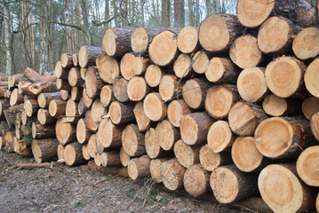 cut pine logs in forest
