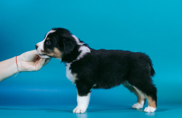 Australian shepherd puppy posing in the studio. Beautiful young aussie baby in blue background.	