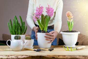 woman at home transplant succulents into a antique metal pot with garden tools on a white table. modern interior with many plants. floriculture