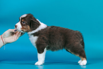 Australian shepherd puppy posing in the studio. Beautiful young aussie baby in blue background.	