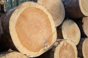closeup of cut pine tree log