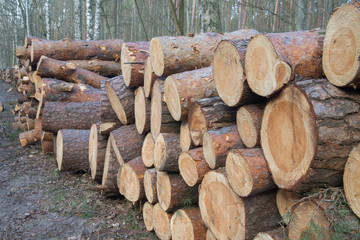 cut pine logs in forest