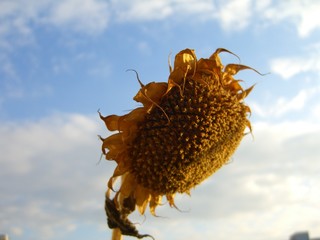 Sonnenblume Herbst