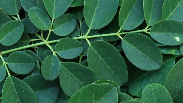 My Movie Close-up of Moringa leaves