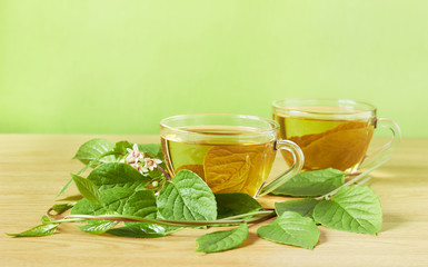 Spring herbal leaf vitamin tea from magnolia-vine plant with blooming branches nearby, closeup, copy space, healthy alternative medicinal drinks concept