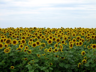 Obraz premium Agricultural field with ripe sunflowers under a blue sky with clouds.
