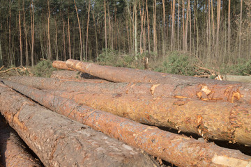 cut pine logs in forest