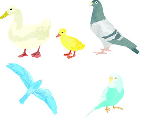 Duck, pigeon, parakeet, set of the flying bird(あひる、はと、飛ぶ鳥、セキセイインコのセット）
