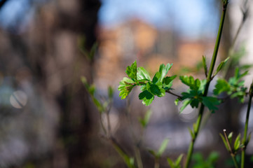 Grüne Pflanze im Frühling