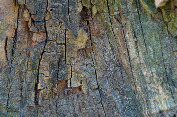 tree bark texture