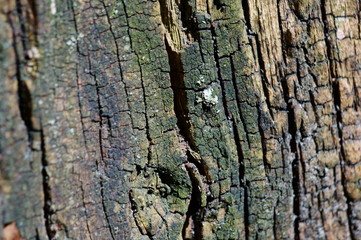 tree bark texture