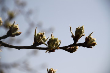 Early spring pear tree buds orchard
