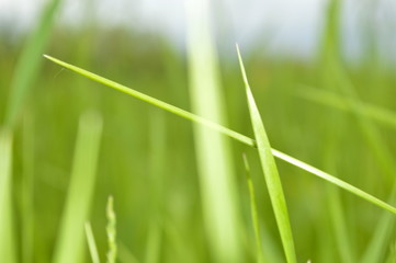 green grass