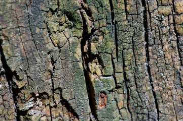 tree bark texture