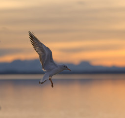 Fototapeta na wymiar Möwe fliegt vor den Alpen in den Sonnenuntergang