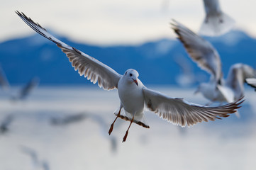 Möwe mit aufgespannten Flügeln im Flug