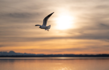 Fototapeta na wymiar Fliegende Möwe im Sonnenuntergang