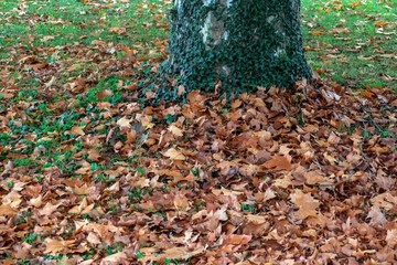 forest