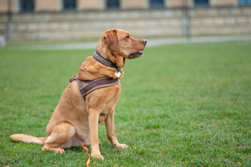 Fuchsroter Labrador Retriever Portrait