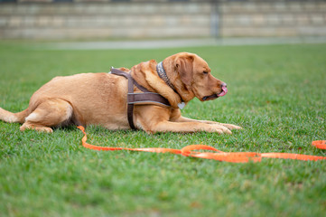Fuchsroter Labrador Retriever Portrait