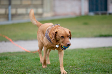 Fuchsroter Labrador Retriever beim Apportieren