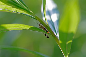 Skorpionsfliege