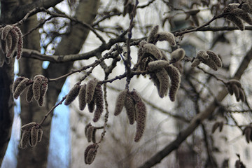 fluffy buds on a branch of a spring tree
