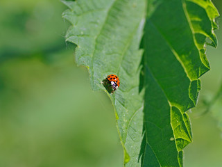 Naklejka premium Marienkäfer