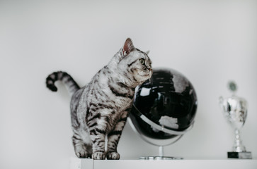Süsse Britisch Kurzhaar Katze closeup indoor