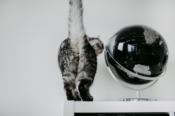Süsse Britisch Kurzhaar Katze closeup indoor
