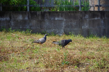食事中の鳩