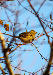 sparrow on branch of tree