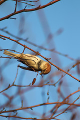 bird on a branch