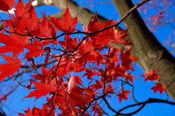 A autumn leaves of japanese mable in the park.