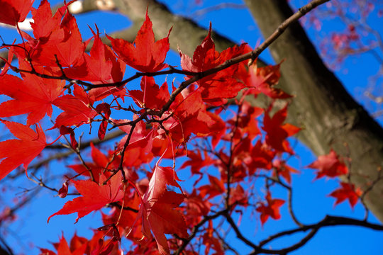 A autumn leaves of japanese mable in the park.
