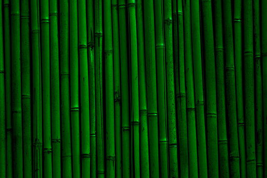 Bamboo wall background. Dark green bamboo fence texture