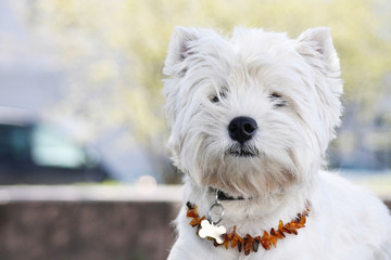 White west terrier dog in city park.