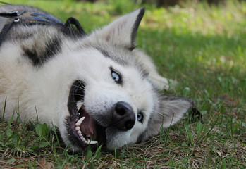 Siberian husky lie. Husky with blue eyes.