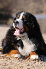 Bernese mountain dog male outside posing. 