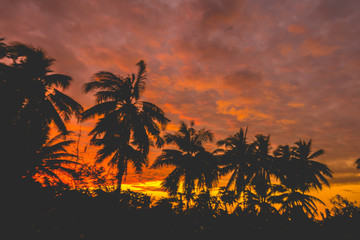 Naklejka na ściany i meble Fantastic silhouette coconut tree and sunset sky background