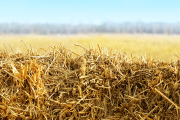 Macro bale of golden straw on the field, blue sky. Animal food background. Wheat spikes, harvest